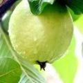 Guava Production Guide 6