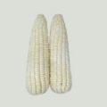 Planting Glutinous Corn 5