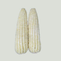 glutinous corn