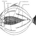 How to Debone a Milkfish (Deboned Bangus) 4