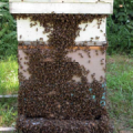 Honeybee Culture - Manual on Beekeeping 6