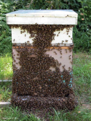 honeybee culture hive