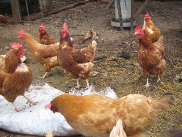 backyard chicken egg production