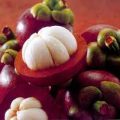 Growing Mangosteen for Business 9