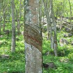 50-hectare rubber expansion eyed for Oriental Mindoro community that now earns P65,000 per month 1