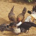How to Improve the Native Chicken Breed 3