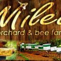 Beekeeping industry shows potential to thrive with Milea’s health care products with natural healing abilities 3