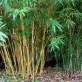 Bamboo Production Guide 2