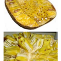 Jackfruit Production Guide 1