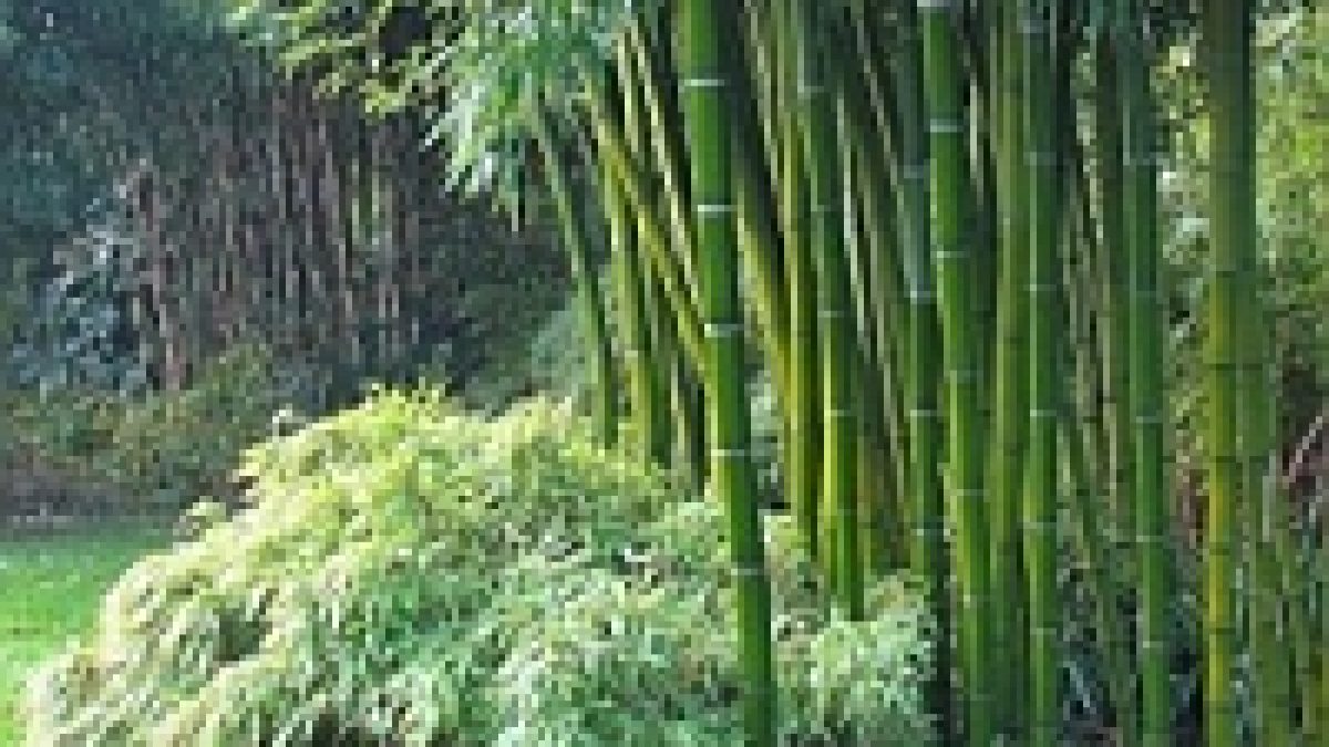 Bamboo as a Money making Industry