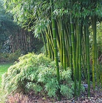 Philippine bamboo