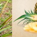 Pineapple Production Guide 13