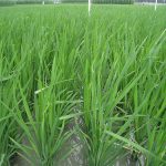P6 million Bicol upland rice organic farming capitalizes on rice drought tolerance, on Bicol’s having been a major upland rice producer 2