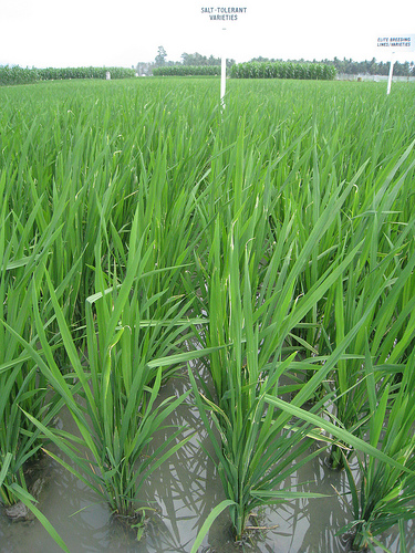 hybrid rice photo