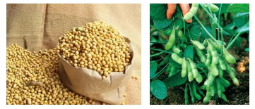 soybean plant