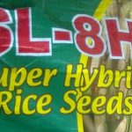 Philippines-developed hybrid rice contributes to Bangladesh’s non-importation of rice in 2013 7