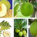 DA puts up nurseries for nutritious breadfruit “Rimas” under a P36 million roadmap, releases Breadfuit ice cream in Masbate 5