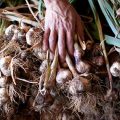 Ilocos garlic growers to market garlic to Jollibee, Splash Foods at 13.5 tons per month 5