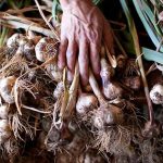 Ilocos garlic growers to market garlic to Jollibee, Splash Foods at 13.5 tons per month 9