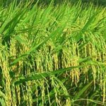 Super Hybrid Rice from China to aid Phils get high yield of10 ton per hectare at a cheap P5 per kilo 1