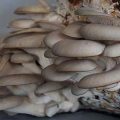 DA puts up P8 million Mushroom Technology Center in Tarlac to boost production, substitute mushroom import from Taiwan 1