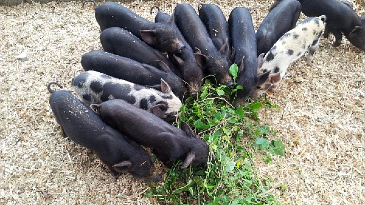 Bondoc Peninsula Native Pigs Project Raises Farmers Income To P33 700 In Two Years Opens Opportunities To Bigger Specialty Lechon Market