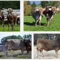 DA to import Braunvieh cattle semen from Switzerland 2