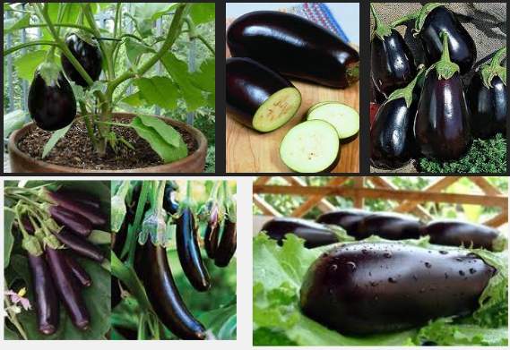 bt eggplants