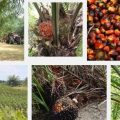 Oil Palm Farming 1