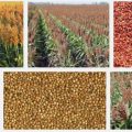 Sweet sorghum feeds eyed as cheap alternative to corn feed, to raise farmer net income from broiler 4