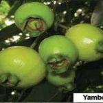 Getting familiar with Yambo, an indigenous fruit delight 1