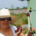 FDA registration to stir up market for healthy products from indigenous plant Roselle sought by US, Europe markets 1