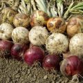 Onion Production Guide 4