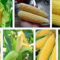 Sweet Corn Production Guide 4