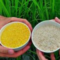 Philippine government pressed to put policies to bring GM crops like Vitamin A-rich rice to help solve worsening global hunger, malnutrition 4