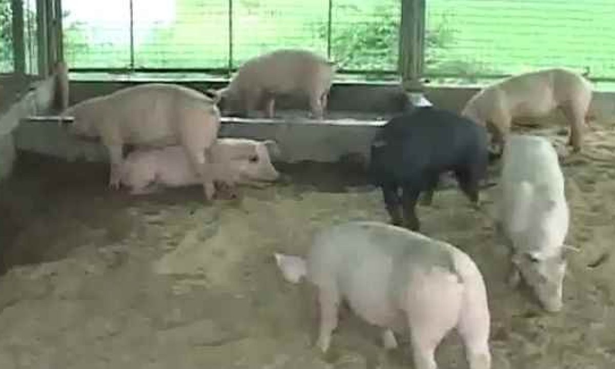 How To Raise Pigs In An Odor Free Piggery