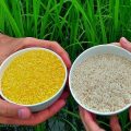 Swedish agency rules its funding should never be used for illegal activities like the destruction of Golden Rice plants on field trial in Camarines Sur 1
