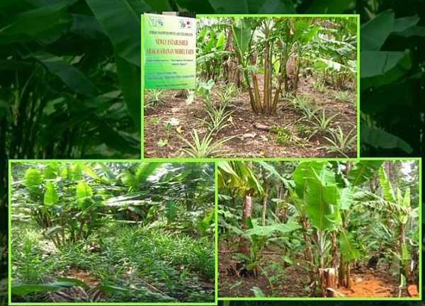 Planted annual crops in new established Abakayamanan model farm San Roque, Malilipot Albay