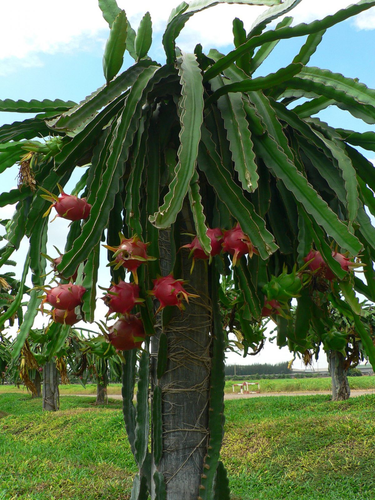 dragon fruit (pitaya) production guide