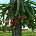 Dragon Fruit (Pitaya) Production Guide 2