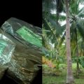 Mykovam: Effective growth enhancer for coconut 3