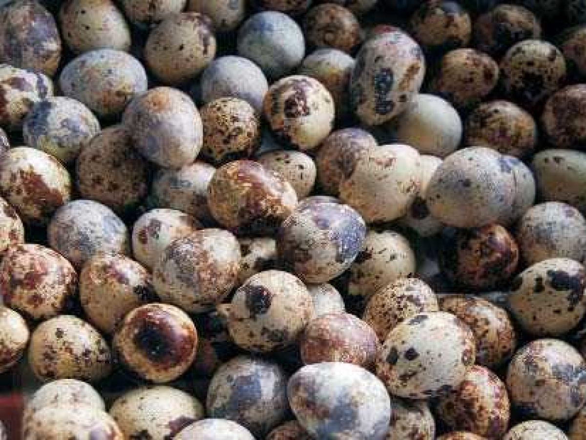 organic quail eggs