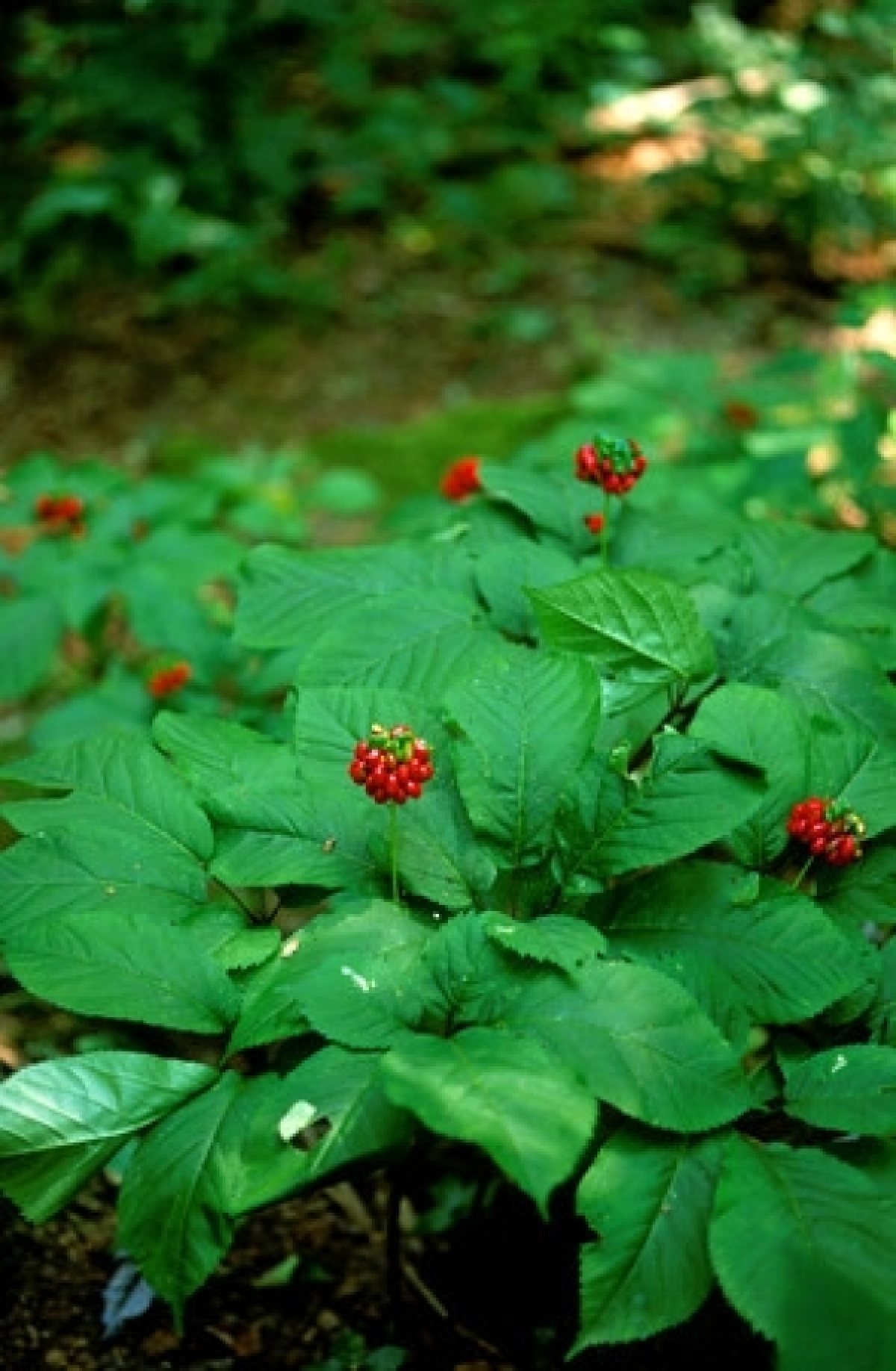 Panax Ginseng 10Seeds Plants Traditional Chinese Medical EASY GROW MIXED COLORS 