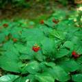 Panax Ginseng Production Guide 5