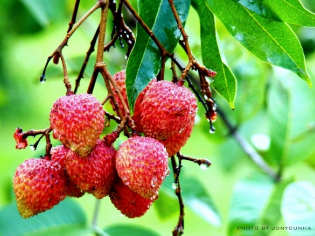 Litchi Lychee Production Guide