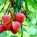 Litchi (Lychee) Production Guide 4