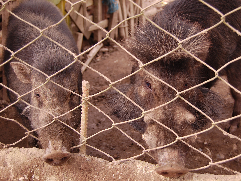 Native swine production technologies take off 8 caged