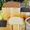 Cordillera’s heirloom rice: A bright spot in the export market 1