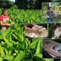 Producing white powder from arrowroot through improved production technologies 6