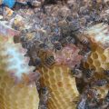 Exploring the income-generating potential of beekeeping 3